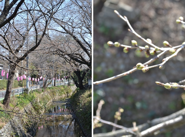 所沢 東川 桜 花見