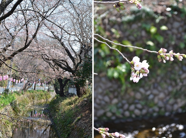 所沢 東川 桜