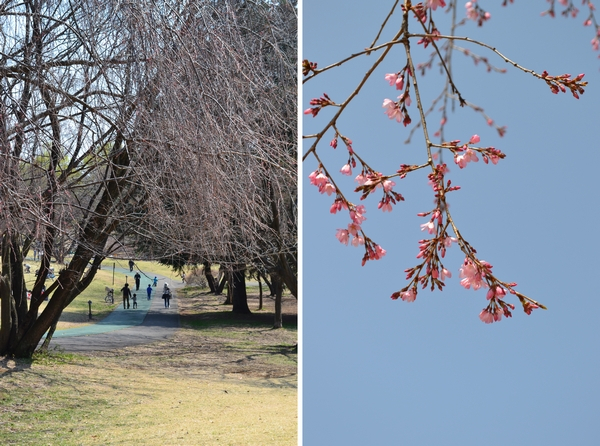 所沢　航空公園　しだれ桜