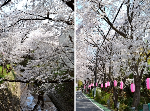 所沢　東川　桜　満開　画像