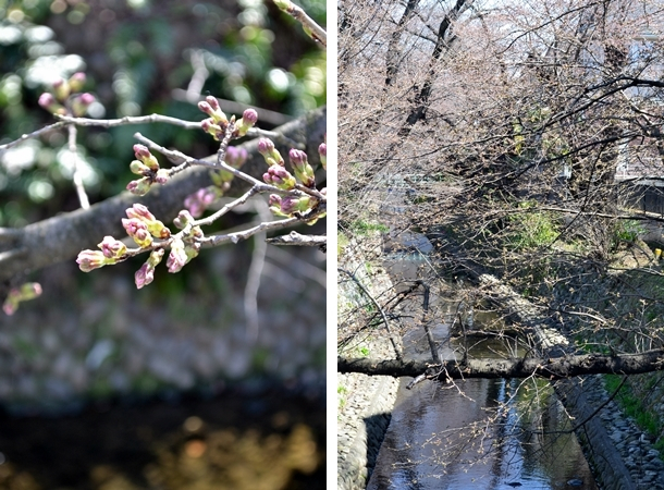 所沢　東川 桜
