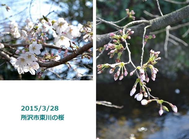所沢市東川　桜20150328-1