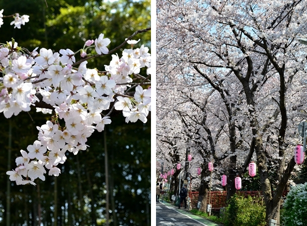 所沢　東川　桜　2015