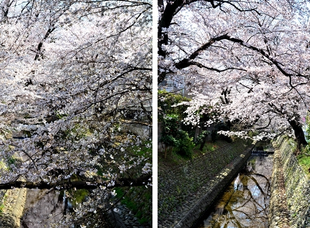 所沢　東川　桜　2015