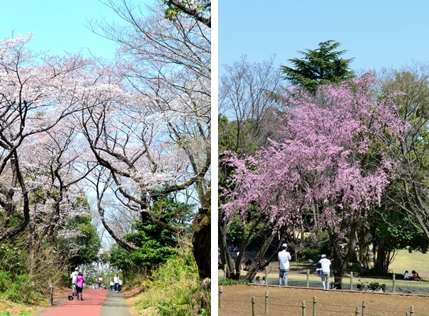 航空公園　桜　2015