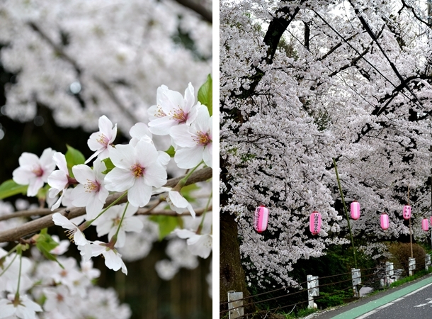 所沢　東川　桜　2015