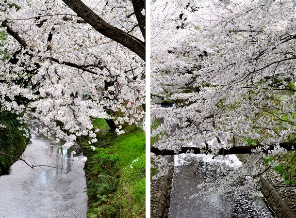 所沢　東川　桜　2015