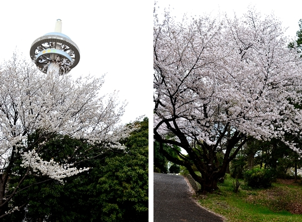 航空公園　桜　2015
