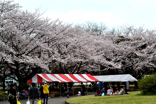 所沢航空公園　桜　2015