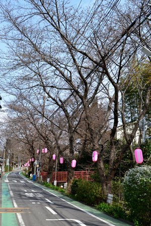 所沢　東川　桜