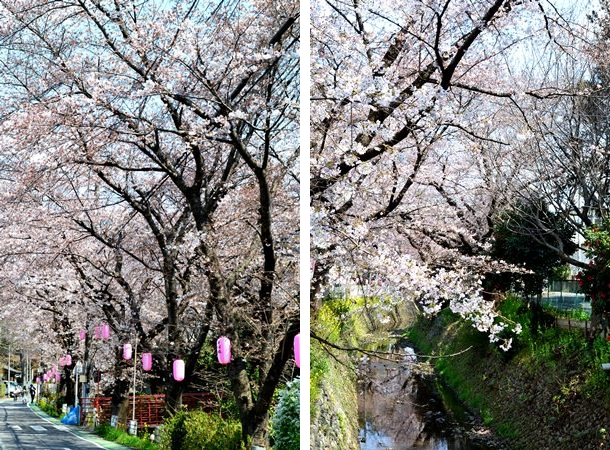 所沢 東川 桜