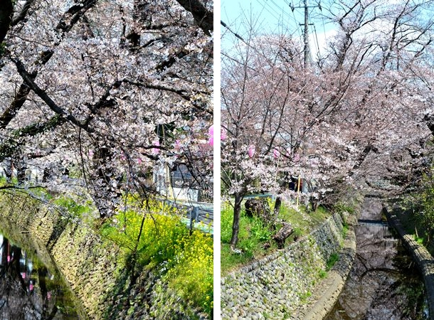所沢　東川　桜通り
