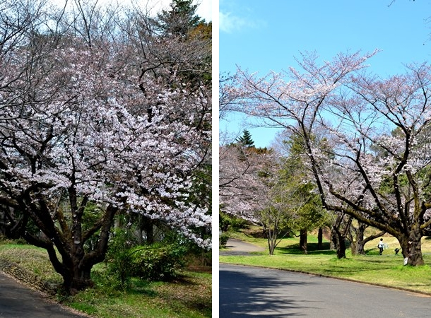 所沢　航空公園　花見