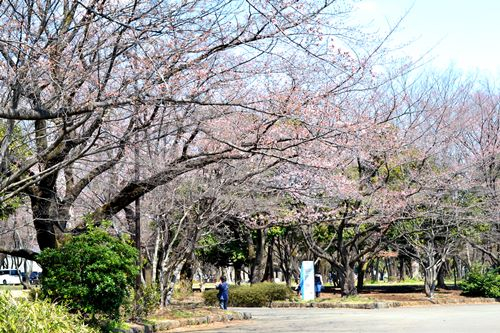 所沢　航空公園　桜