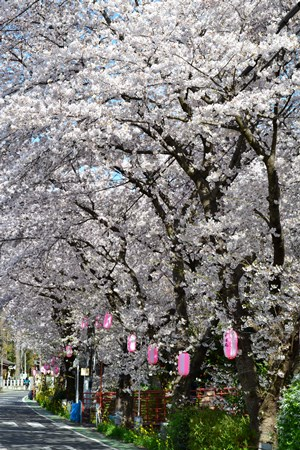 所沢　花見