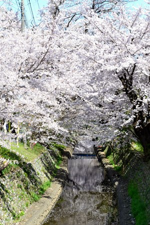 所沢　花見