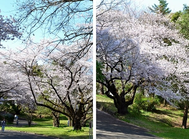 所沢　花見　画像