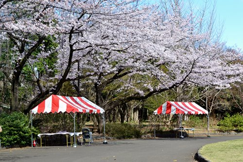 航空公園　花見　画像