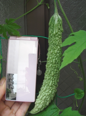 110708ゴーヤ10cm