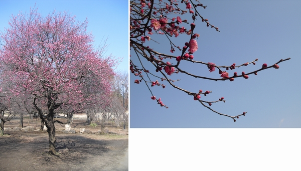 20120303航空公園 梅
