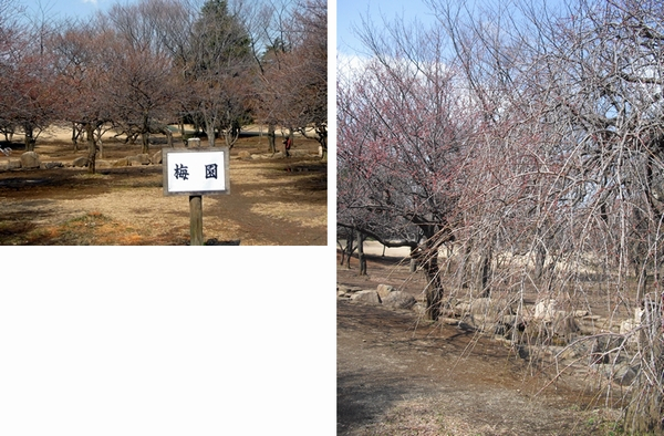 120303航空公園 梅2