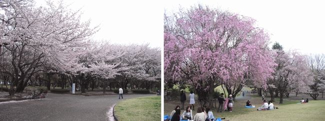 120413航空公園さくら