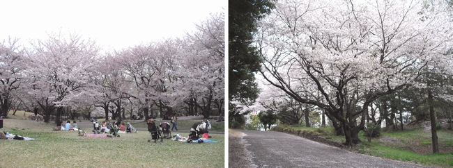120413航空公園さくら