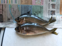 釣り