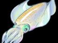 アオリイカ釣り終わり？