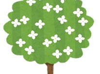 家のヤマボウシ