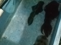 アオリイカ釣り