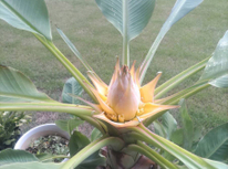 「地湧金蓮の花」