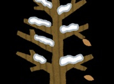 冬の訪れとわが家のヤマボウシ