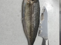 アジ