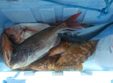 釣り