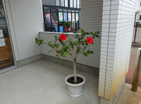 ハイビスカス🌺