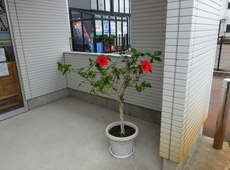 ハイビスカス🌺