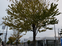 稲刈りの思い出