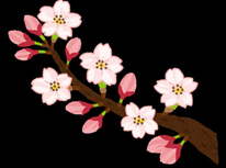 桜