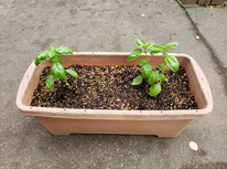 バジルの苗