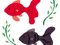 金魚②