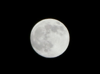 ウサギとカメラ