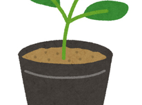 ご近所さんからの頂きもの