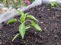 輝くトウガラシ！