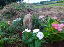 「愛犬チベタンとのお別れ」