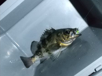 やっと．．．。