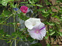 お盆と終戦記念日