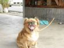 経済アナリスト