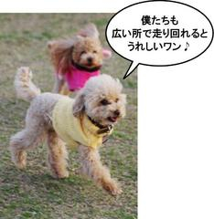 小型犬