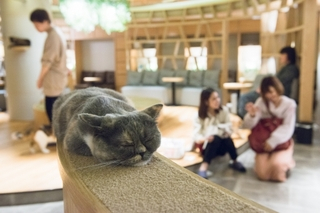 猫カフェモカ